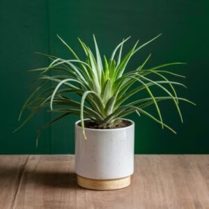 Spider plant
